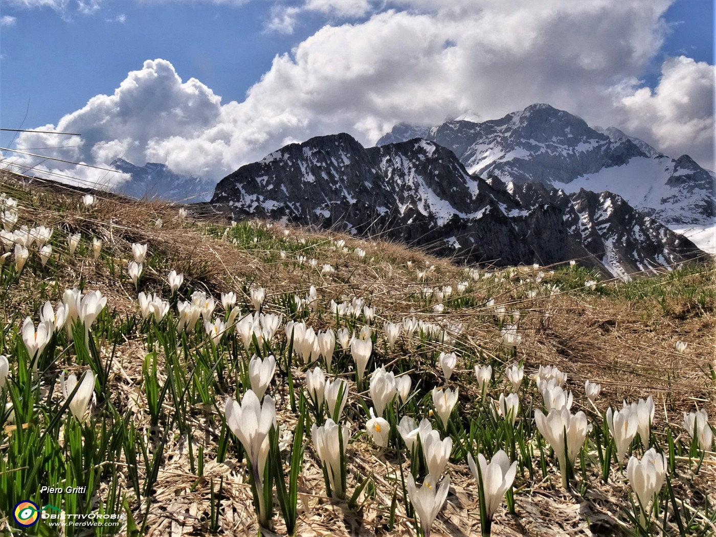 31 Al Monte Campo Crocus vernus bianchi con vista su Corno Branchino-Corna Piana - Pizzo Arera.JPG